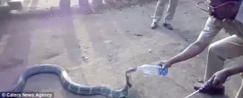 Плохие времена требуют отчаянных мер: в деревню в Южной Индии, страдающей от засухи, приползла кобра - чтобы напиться