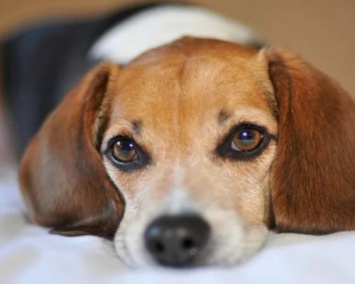 Ученые выяснили, какие чувства может испытывать собака