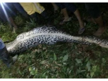 Пропавший житель Индонезии обнаружился в чреве питона (фото 18+)