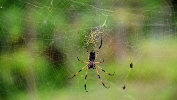Ученые: пауки уничтожат человечество за год