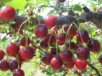 Украина расширяет экспорт вишни и черешни и бьет собственные рекорды