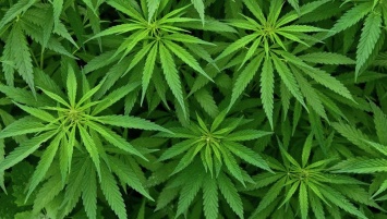 В Аргентине парламент поддержал легализацию марихуаны