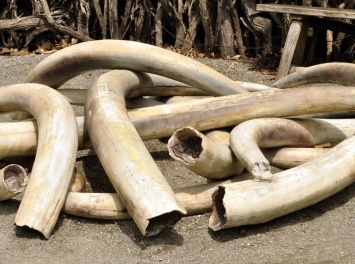 Сфера легальной торговли слоновой костью в Китае «умирает» из-за падения цен