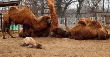 В Харьковском зоопарке родился верблюжонок