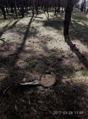 Жители села Галициново жалуются на лесных браконьеров