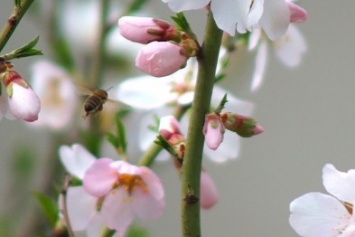 В Одессе расцвели плодовые деревья: налетели пчелы (ФОТОФАКТ)