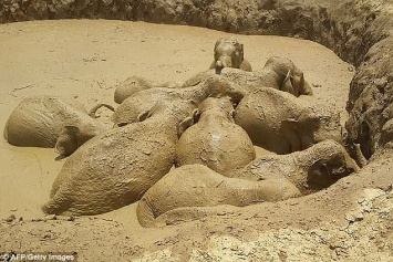 В Камбодже 11 слонов попали в затопленную воронку от бомбы