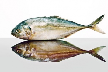 10 видов рыбы, которую нельзя есть