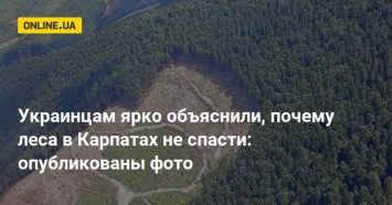 Украинцам ярко объяснили, почему леса в Карпатах не спасти: опубликованы фото