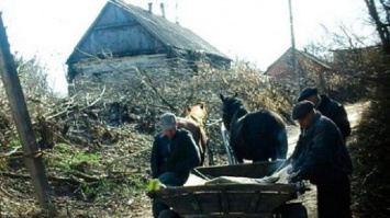 В Житомирской области лошадь стала виновной в смерти ребенка