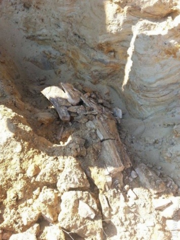 В песчаном карьере Одесской области нашли кости древнего хоботного: университетским ученым они не нужны