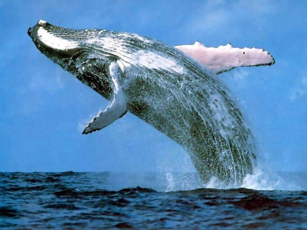 В благодарность за спасение кит станцевал зажигательный танец (ВИДЕО)