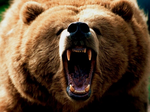 В Приморье медведь напал на пенсионера