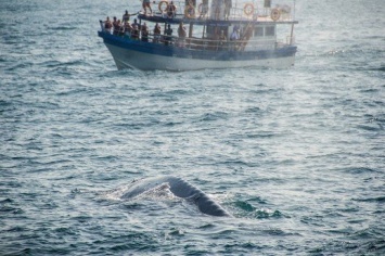 Ученые показали сердце синего кита (ВИДЕО)