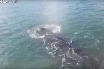 Запутавшийся в сетях кит подплыл к людям в надежде на спасение (видео)