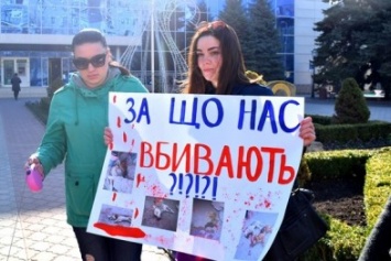 «За что нас убивают?»: в Черноморске прошел митинг в защиту бездомных животных