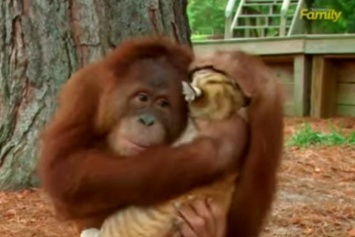 Детеныши тигра принимают орангутанга за маму