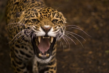 Капибара чудом спаслась за мгновение до нападения ягуара, - видео