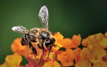 Ученые: Быстрообучаемые пчелы собирают для колонии меньше ресурсов, чем их собратья