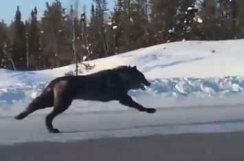 Канадка сняла на видео необычную встречу с огромными черными волками
