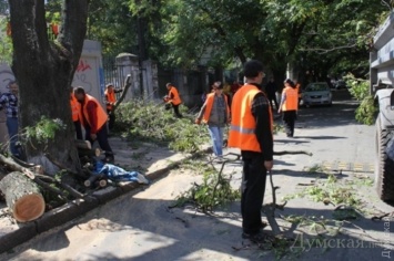 Одесские общественники передали мэру список лунок для высадки новых деревьев и пней для выкорчевывания