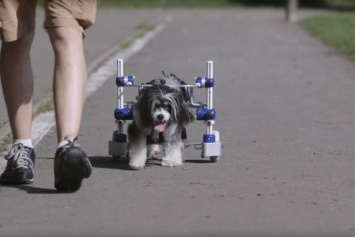 Пострадавшей в ДТП собаке сделали колесные протезы (видео)