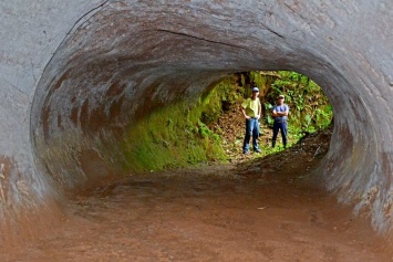 Огромные туннели в бразильских джунглях выкопали гигантские ленивцы