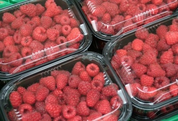 Немцы помогут жителям села и переселенцам в Мелитопольском районе создать собственные ягодные хозяйства