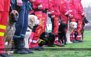 В Павлограде проходят Национальные соревнования собак-спасателей
