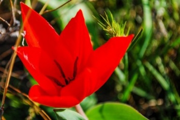 На склонах одесского Фонтана расцвели тысячи диких тюльпанов: смотри, как красиво (ФОТО)