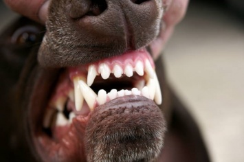 В Тольятти собака искусала 57-летнего мужчину