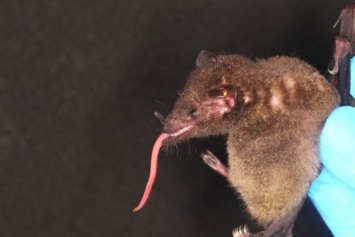В джунглях Амазонки обнаружили летучую мышь с самым длинным языком на планете