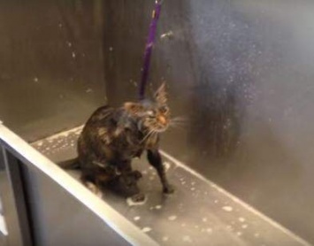Сеть поразило видео кота, который умолял своих хозяев больше его не мыть (ВИДЕО)