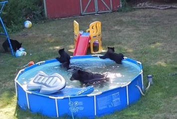 Семейка медведей решила искупаться в бассейне (ВИДЕО)