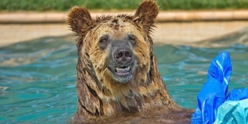 Медведь расслабляющийся в джакузи насмешил Сеть (ВИДЕО)