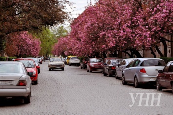 Сакуры начали массово цвести в Ужгороде