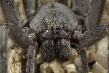 Ученые обнаружили большого пещерного паука с красными клыками (ФОТО)