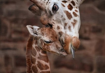 В британском зоопарке появился на свет детеныш самого редкого подвида жирафа - жираф Ротшильда