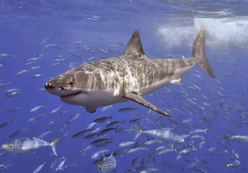 Найдены акулы, которые способны дружить с людьми