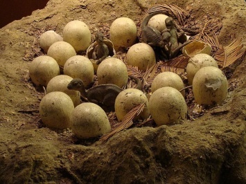 В Аргентине обнаружены яйца с целыми эмбрионами динозавров