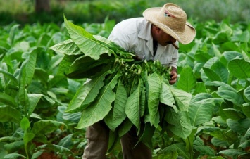 Ученые: С помощью листьев табака можно излечить любые болезни кожи