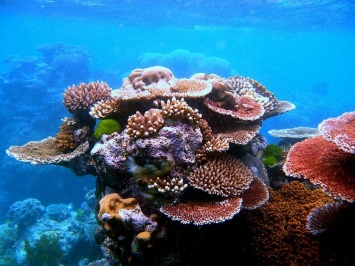 Ученые нашли ключ к выживанию коралловых рифов