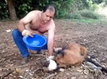 Добрым быть не трудно: в Бразилии водители грузовика спасли от жажды гривистого волка, вливая воду ему прямо в пасть