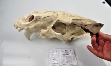 В Германии нашли прекрасный череп саблезубой кошки