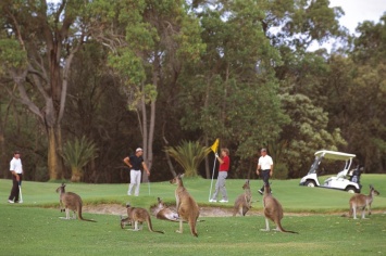 В Австралии стая кенгуру сорвала турнир по гольфу (ВИДЕО)