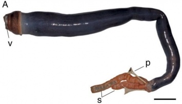 Ученые впервые поймали гигантского корабельного червя