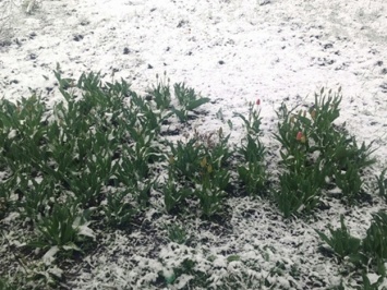 Тюльпаны в снегу: в Лозовой из-за похолодания закрыли школы