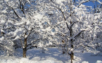 Снег помогает корням растений накапливать кремний - Эксперты