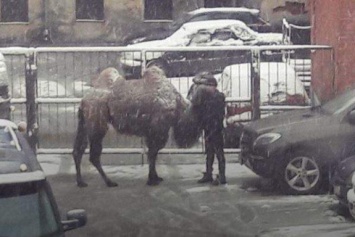 Ничего странного: в Питере на парковке оставили верблюда