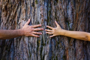 Новый рекорд Гиннесса по объятиям с деревьями установили в Индии